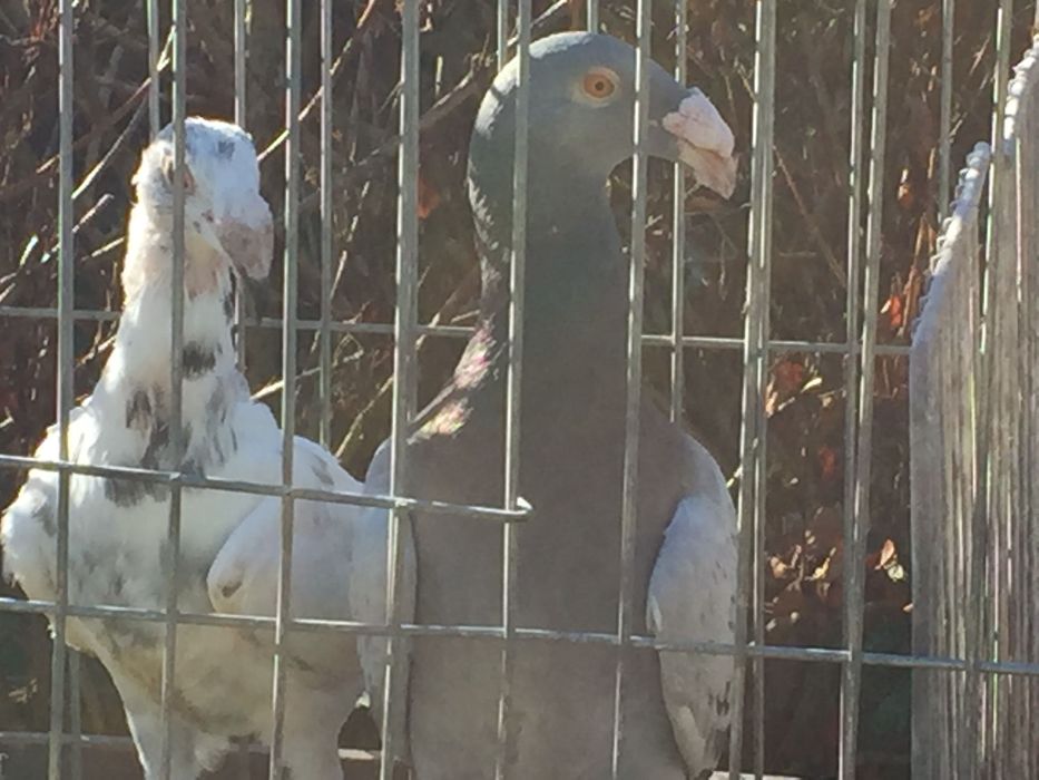 Gołębie Rzeszowskie