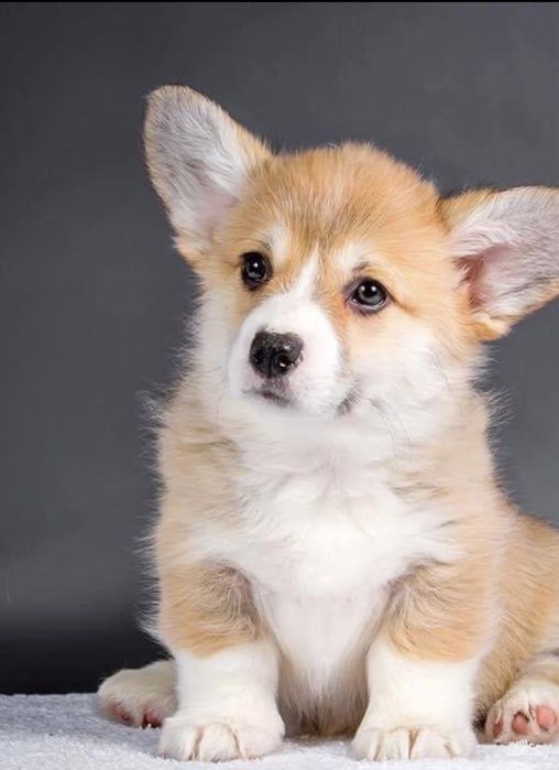 Щенки Корги Пемброк