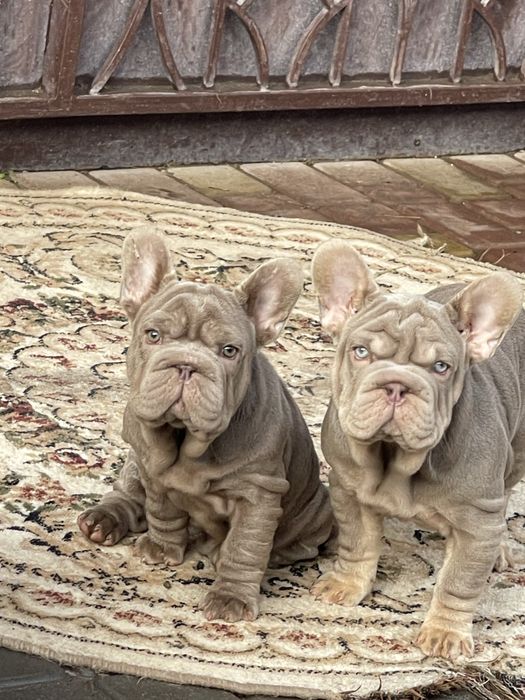 Эксклюзив!Ньюшейд Изабелла тан флаффи носитель Биг Роп дева