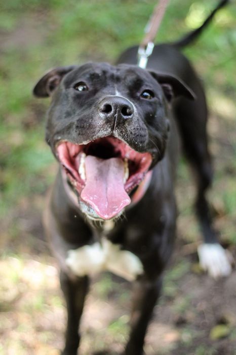 Ali 2 letni pitbull amstaff szuka domu