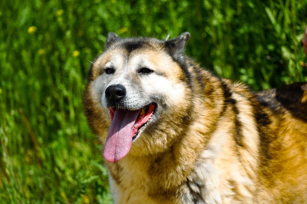 Samba - śliczna, starsza sunia w typie akita