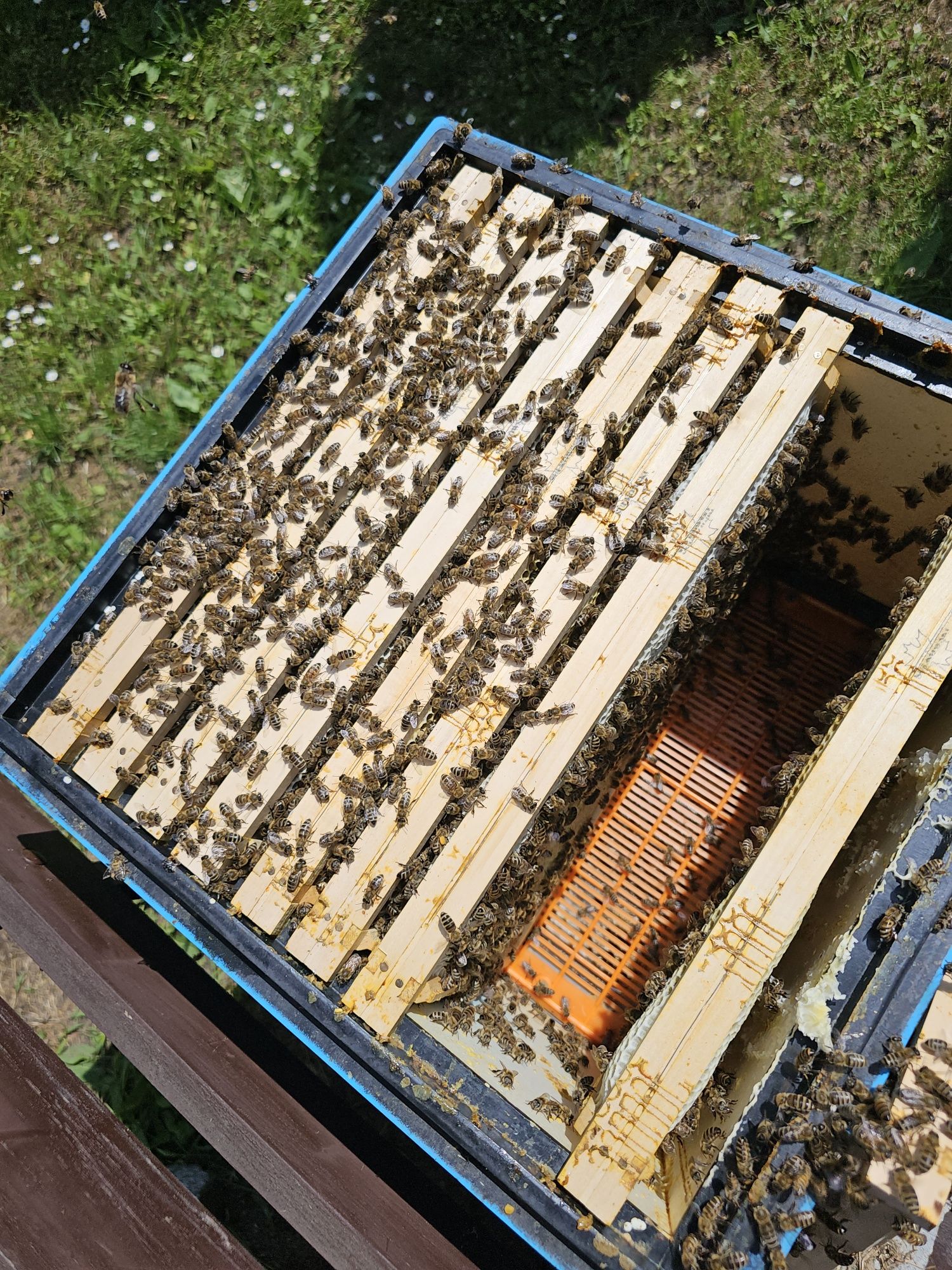 Odklady pszczele- Matki pszczele   ramka wielkopolska sklenar g10 h47