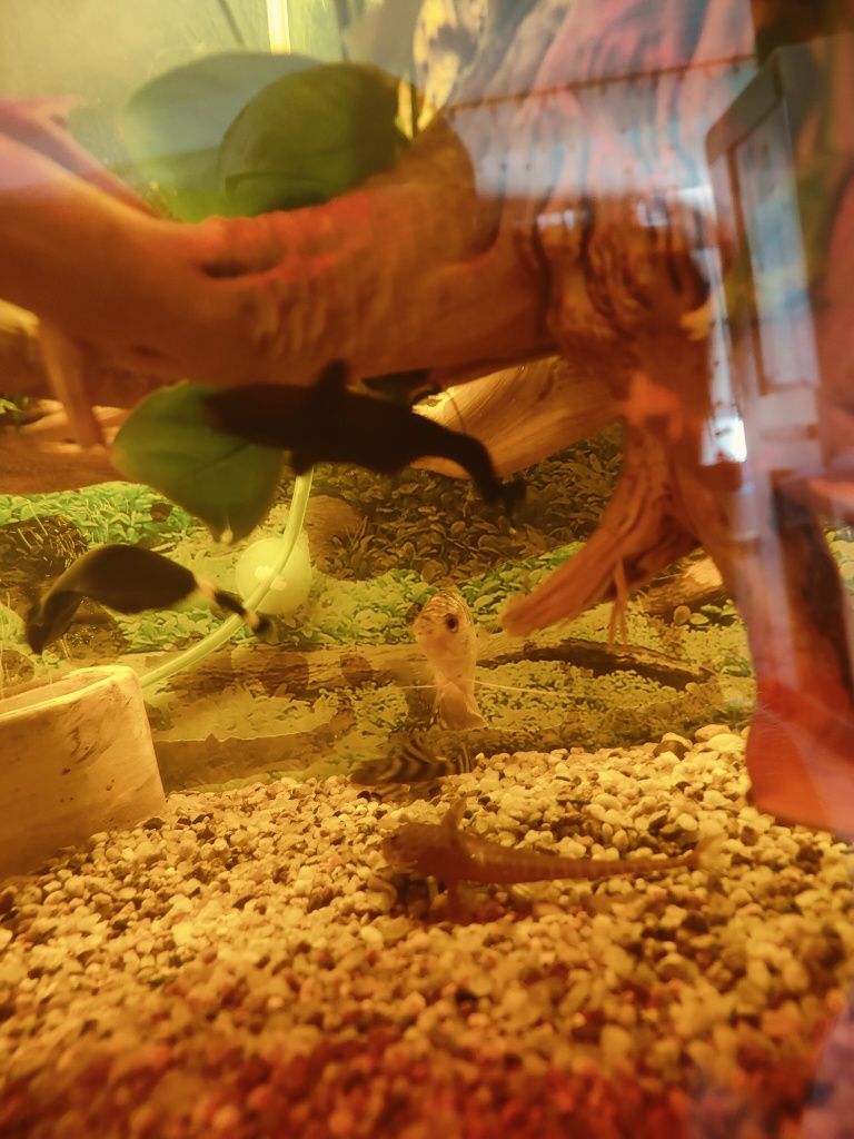 Sprzedam parę duchów Amazonii
