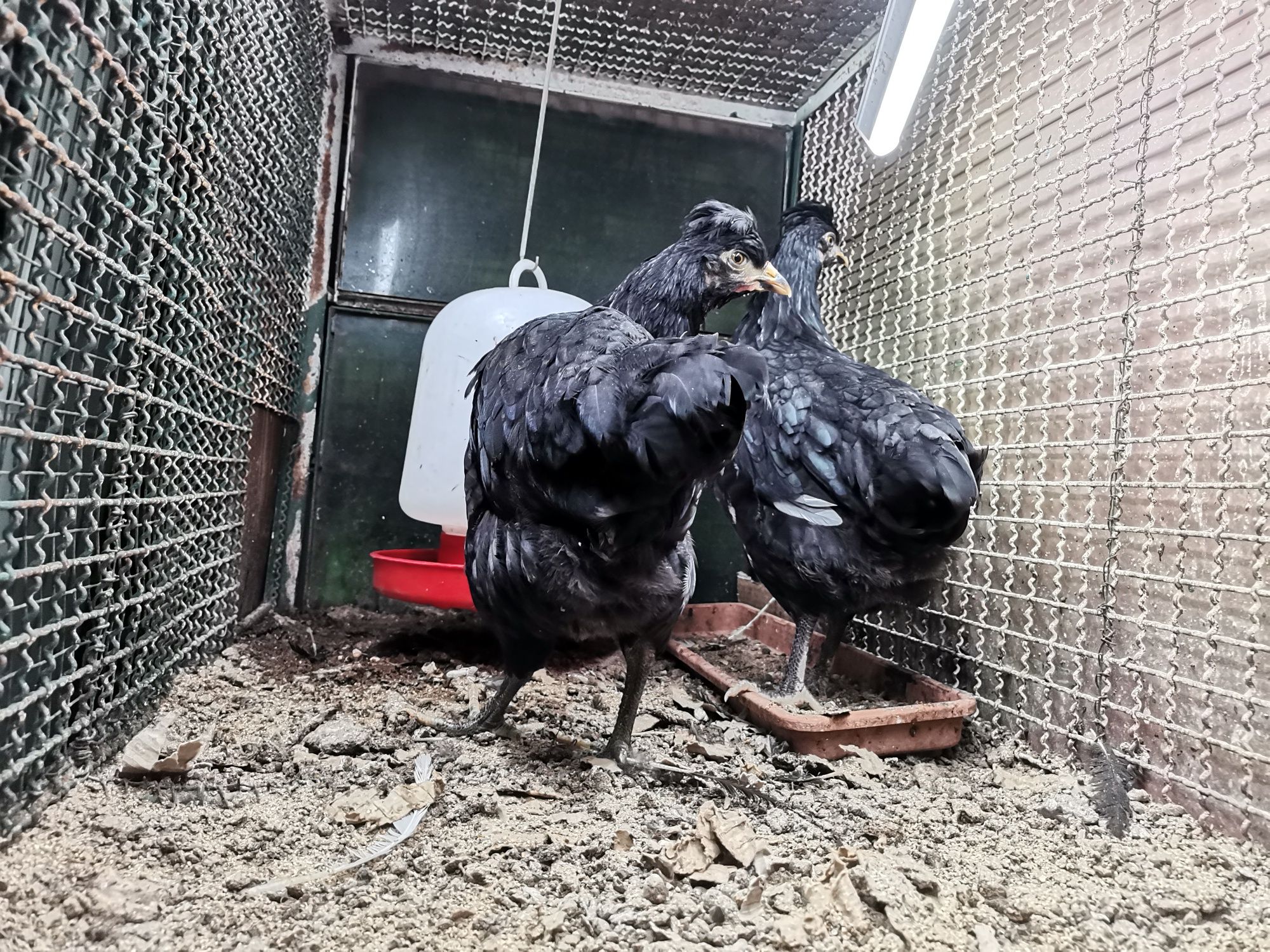 Galinhas 2 raça negra