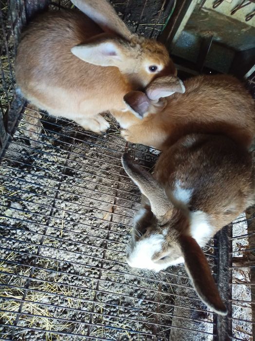 Coelhos caseiros