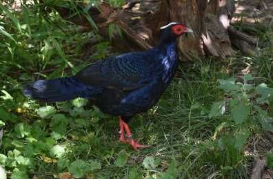 Casal faisões Edwards