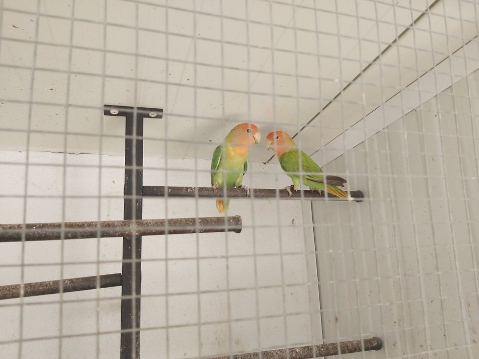 Agapornes novos verdes