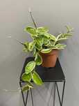 Hoya Carnosa Krimson Queen Hoja