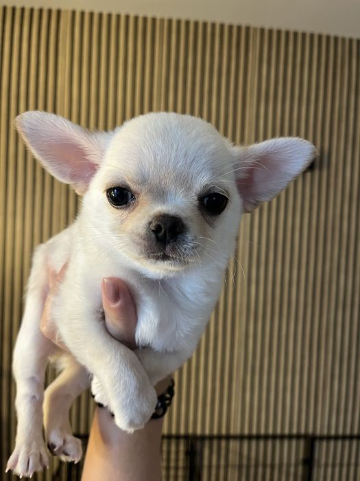 Chihuahua chlopiec perfect