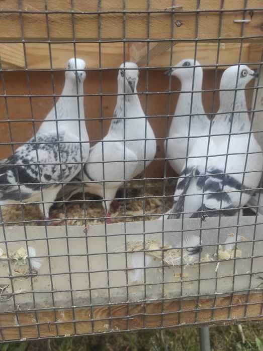 Żałobnik jasne boczate