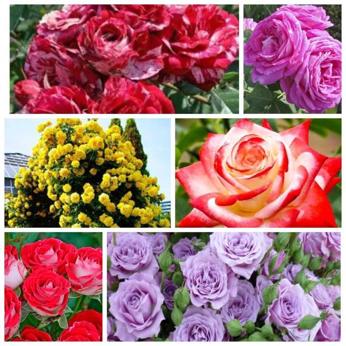 Саджанці троянд : чайно-гібридні, Англійські, Бордюрні, В'юнкі та Почв