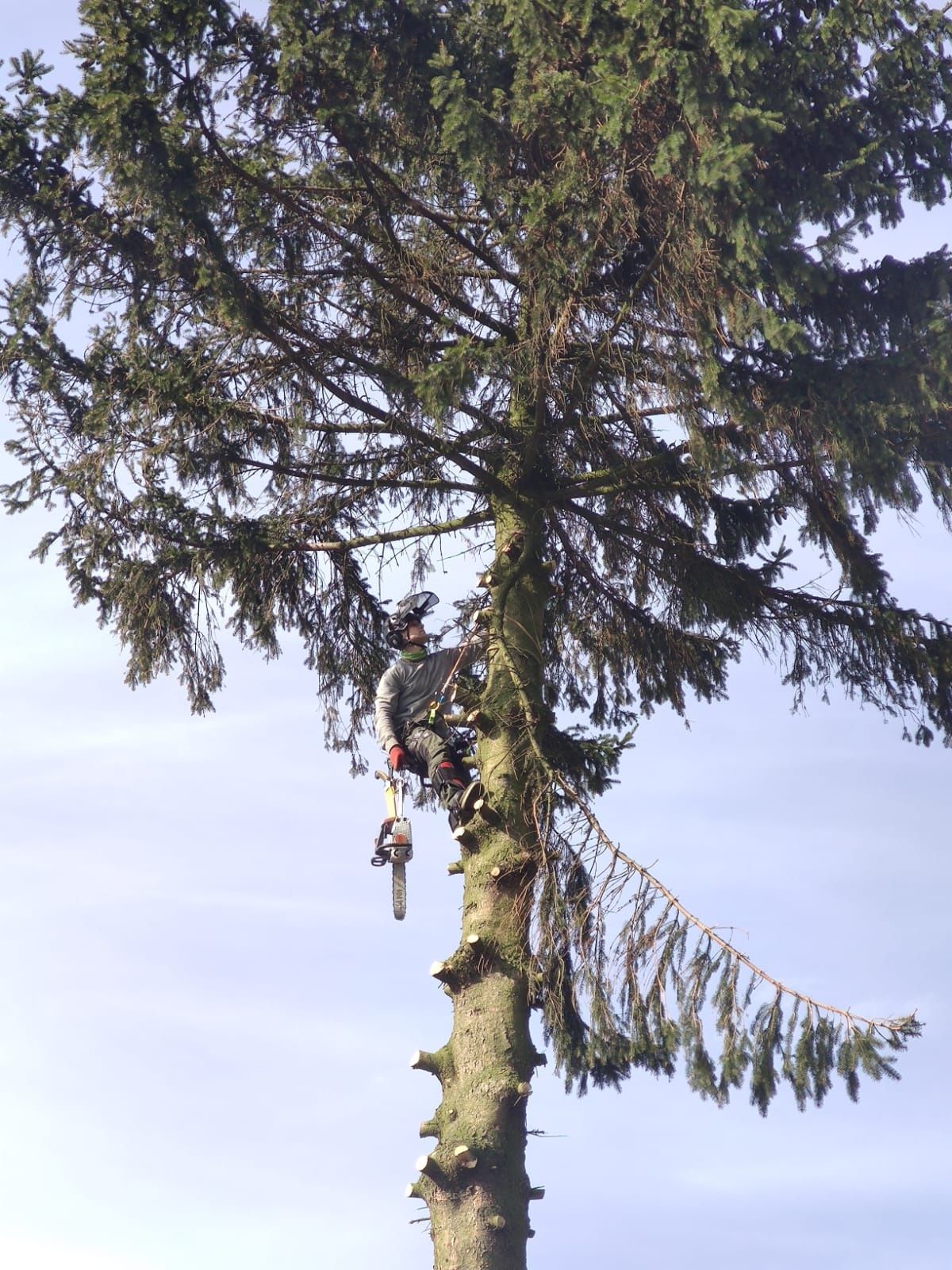 Wycinka i pielęgnacja drzew metodą alpinistyczną