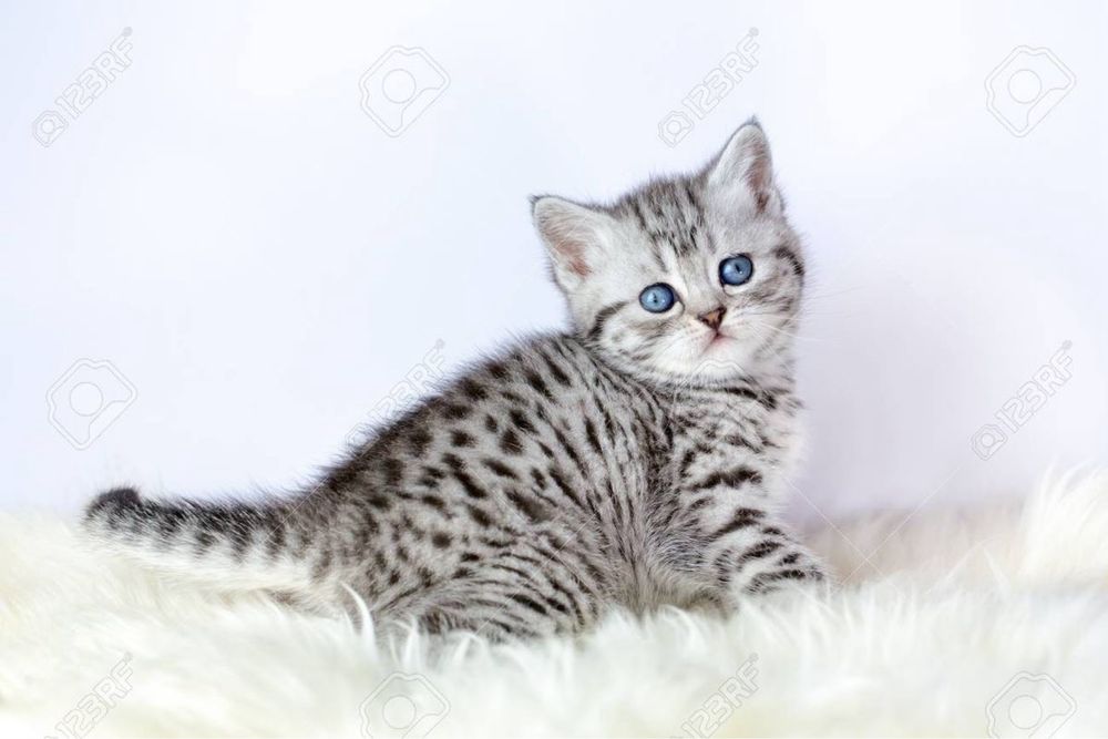 Шотландские котята