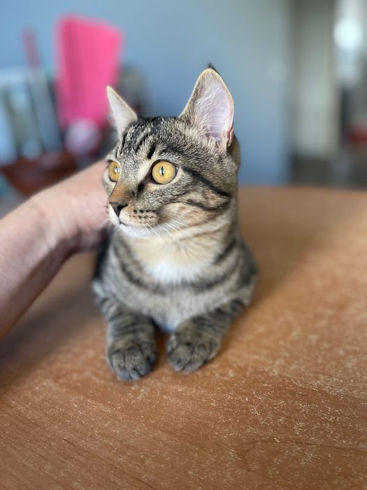 Котята котики отдам  котенок мальчик