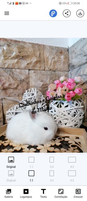 KIT Coelhos Anões, Mini Toy, Holandêz, Tedy, Coelhinho Mini Lop Belier