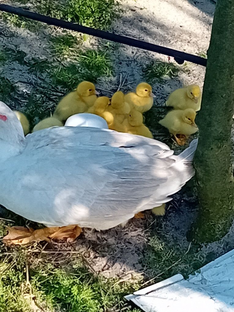 Patos mudos brancos