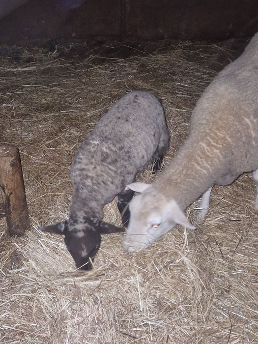 Borrega cruzada de suffolk