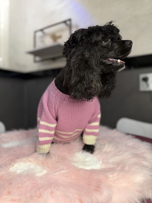 Американский Кокер-спаниель девочка