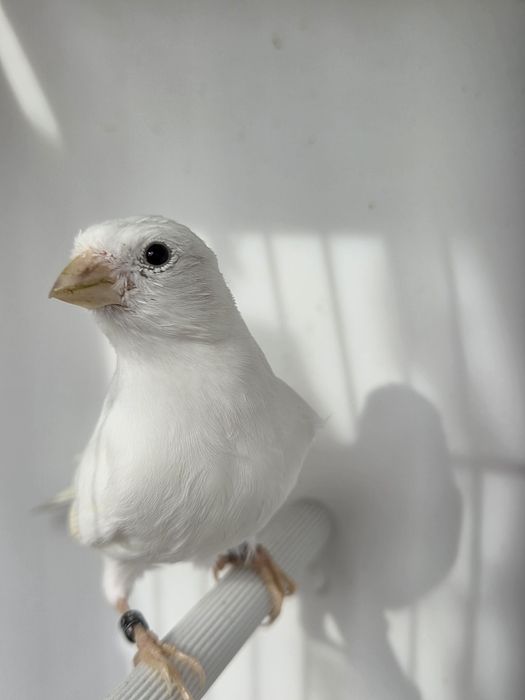 Kanarek miniatura hiszpańska,para,2025r.kanarki