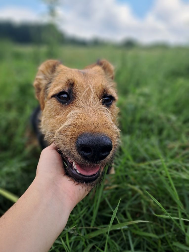 Foxi w typie foxterriera szuka człowieka!