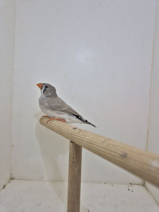 Sprzedam młodą zeberkę Samiczkę