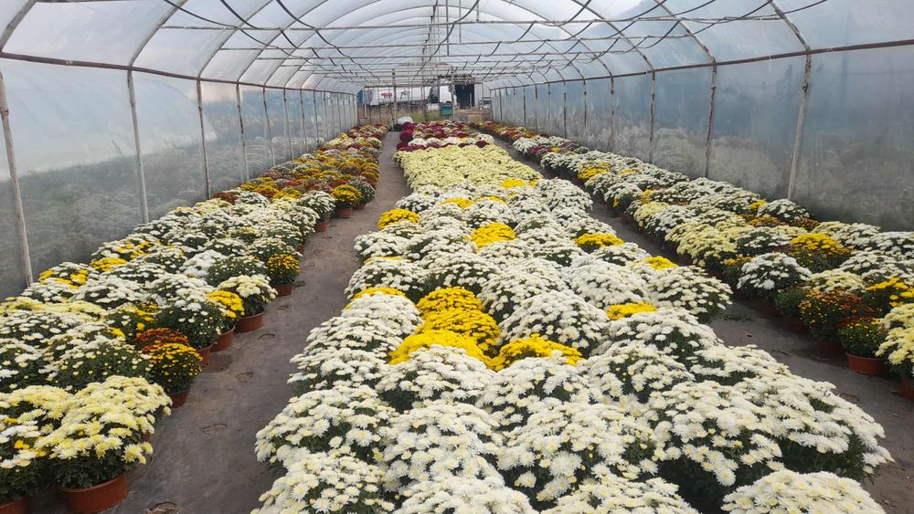 Chryzantemy Producent