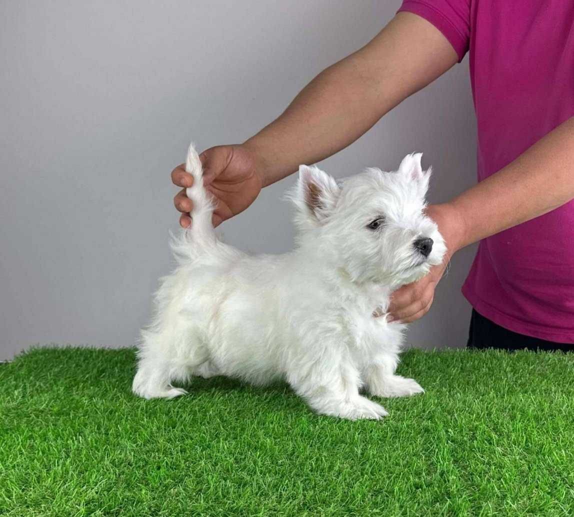 West Highland White Terrier