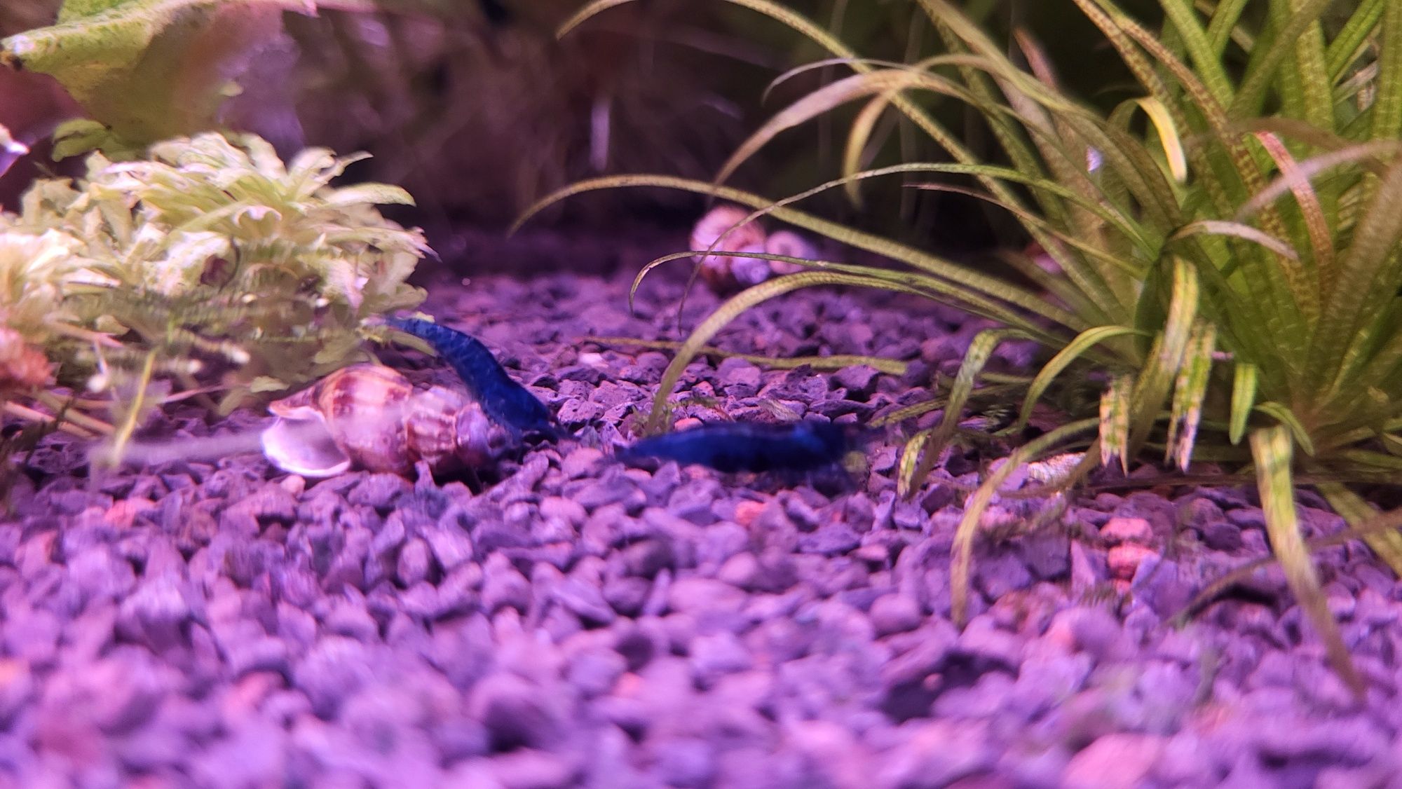 Krewetki Blue Velvet