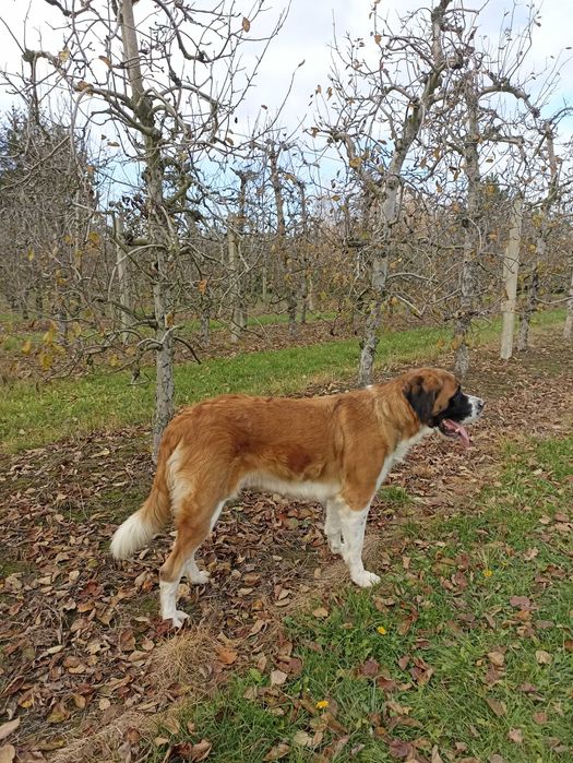 Oddam w dobre ręce, szczeniaki po Bernardynie