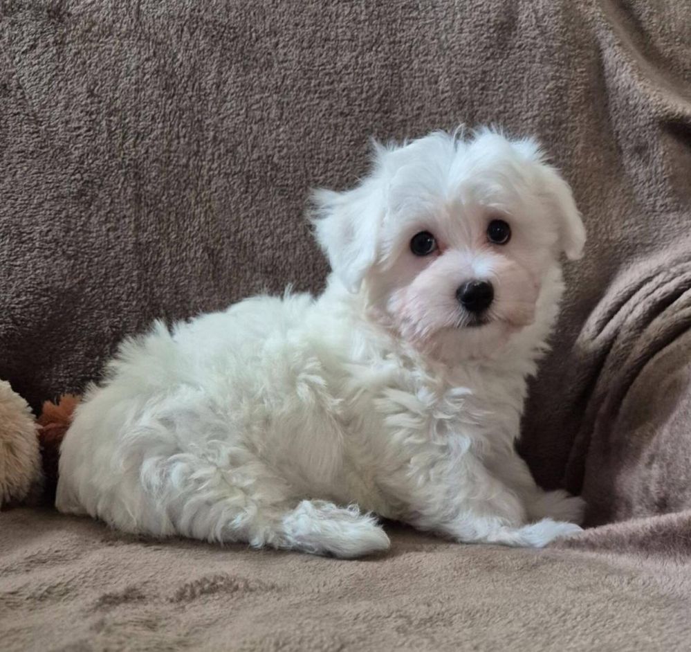 Bichon Maltes qualidade !!
