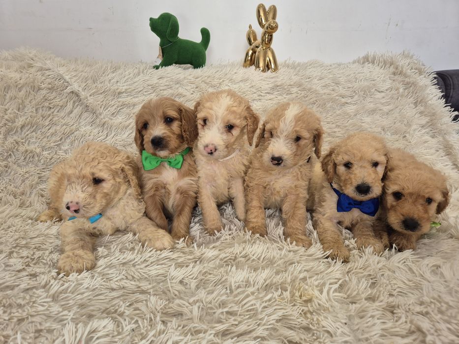 Goldendoodle f1b standard