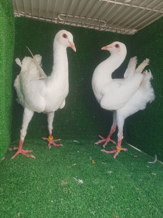 Casal pombos Galinha de Malta