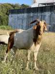 Chivo cx de boer e anglo-nubiano ( animal muito grande e super manso