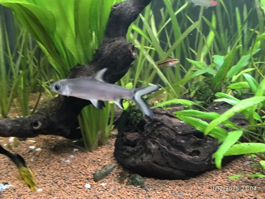 Peixes/Plantas/tubarão bala/tetra