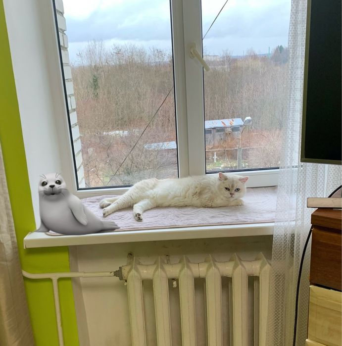 ВʼЯЗКА скотіш страйт by2533 Кіт , Кот