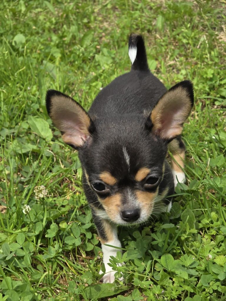 Chihuahua mini piesek
