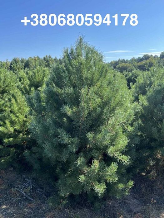 продаж оптом сосна ( ялинка) звичайна по 100 грн