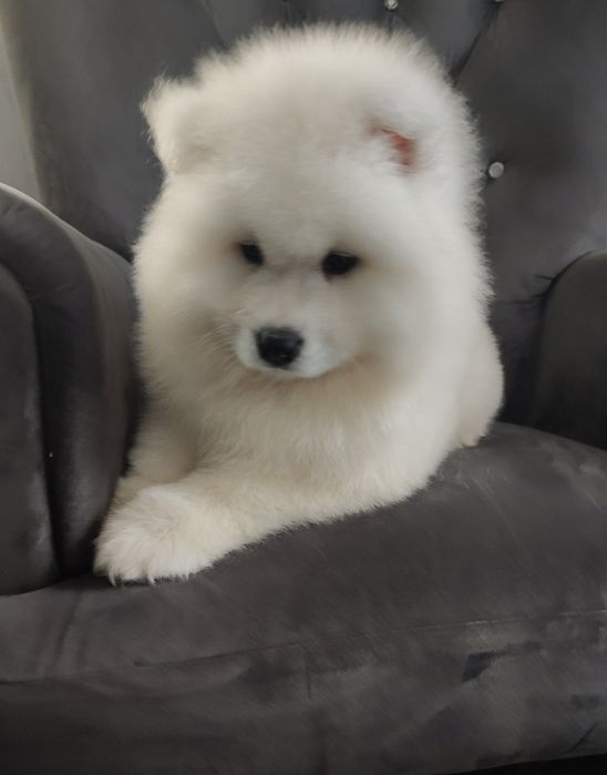 Przepiękny samoyed