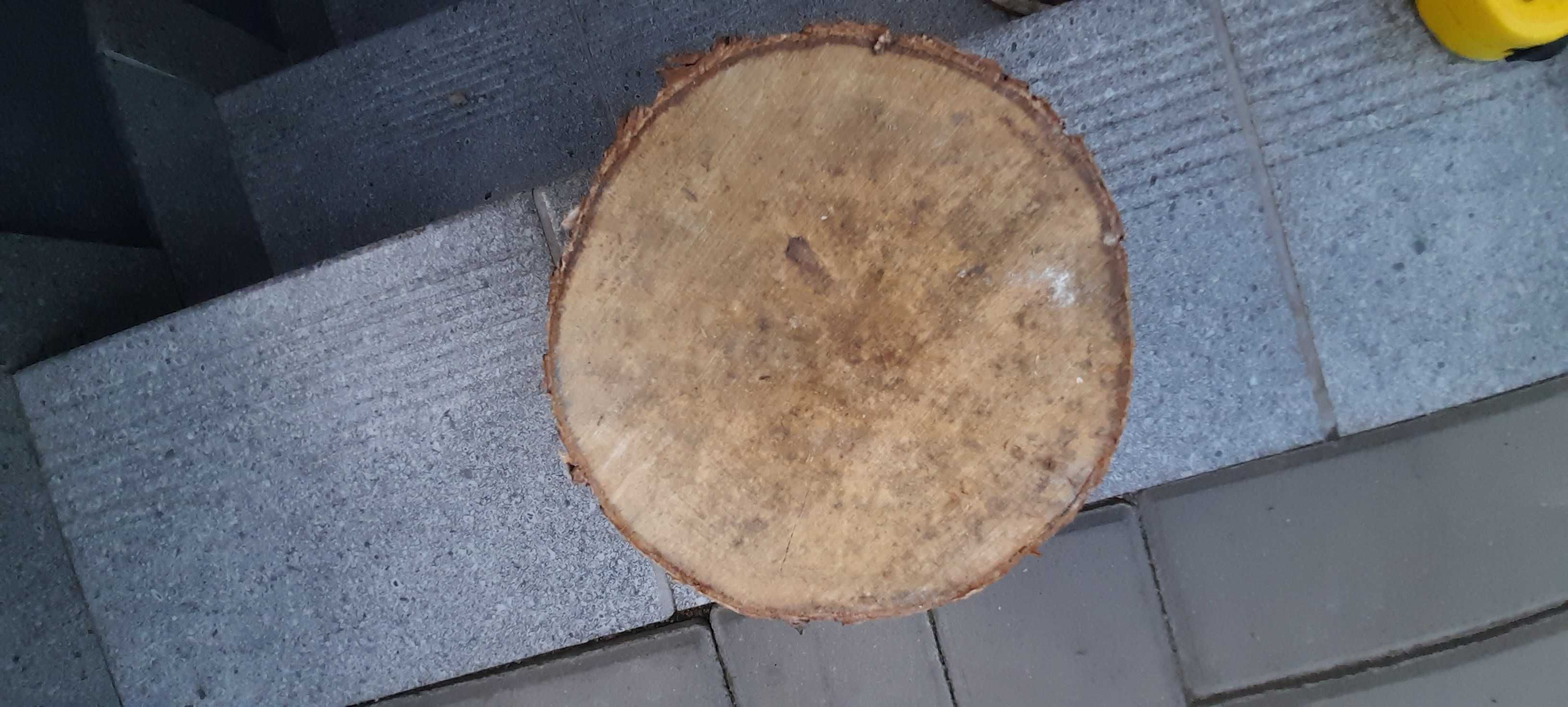 Plaster drewna z brzozy miary na fotkach 20 cm