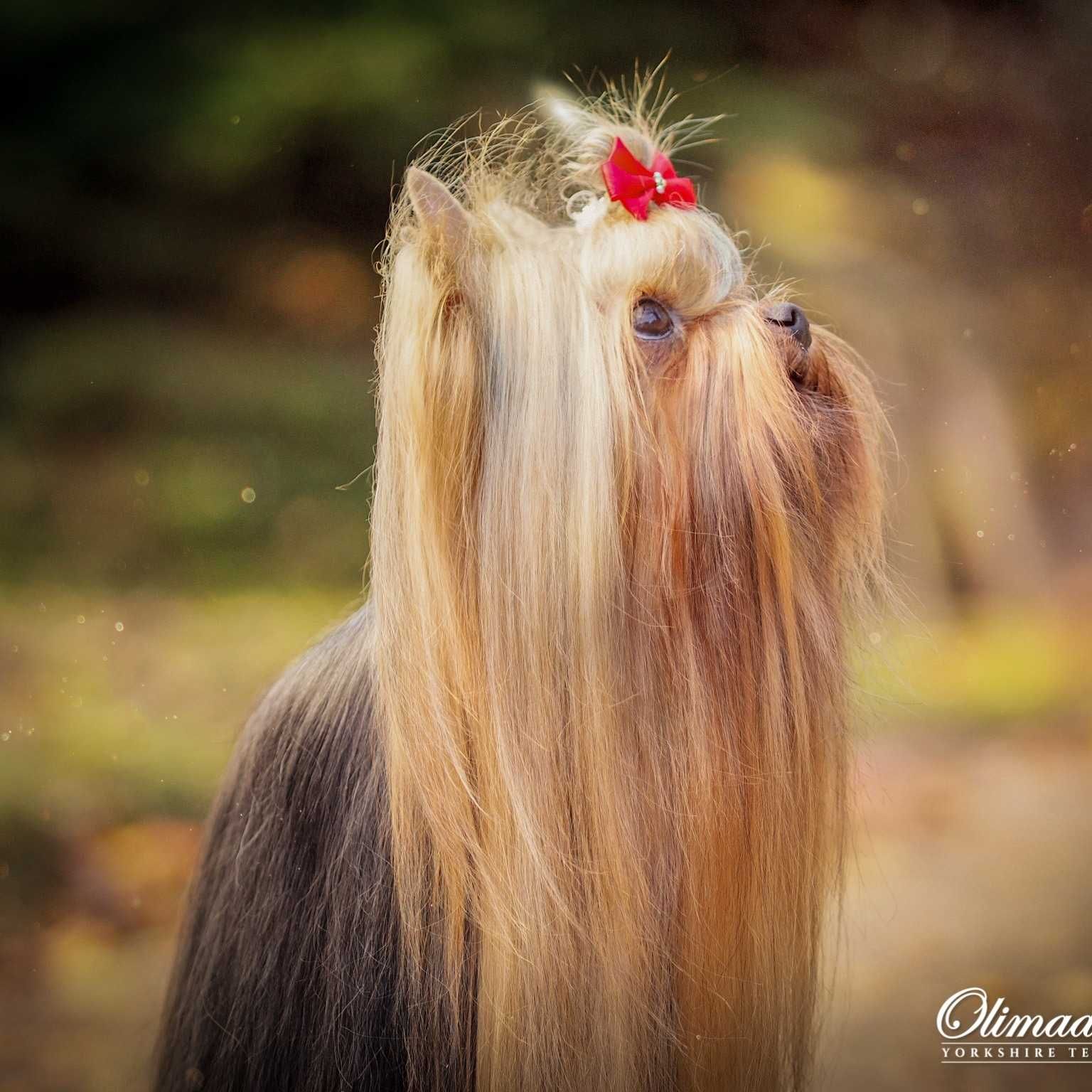 York, Yorkshire terrier - ZKwP (FCI) GWARANCJA pochodzenia rasy !