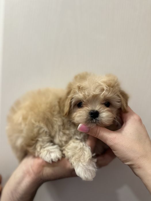 Мальтипу дівчинка з корейським типом мордочки