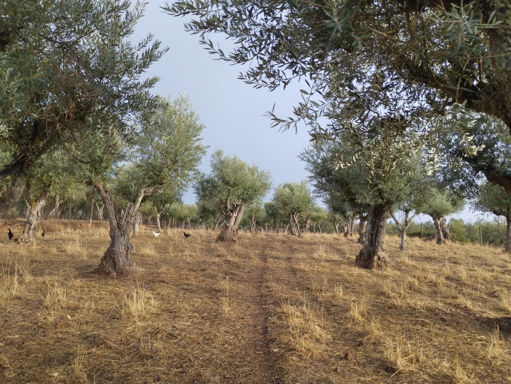 Terreno urbanizável em Vila Viçosa