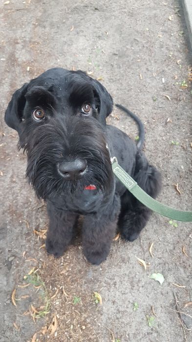 Behawiorysta psów | Szkolenie psów | Korekta psa agresywnego