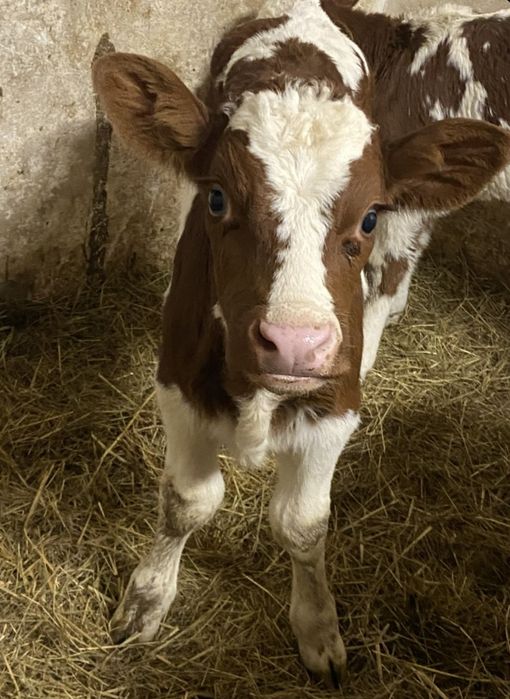 Cielęta ( byczek cieliczka)