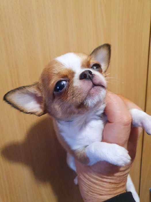 Дуже красиве дівча !