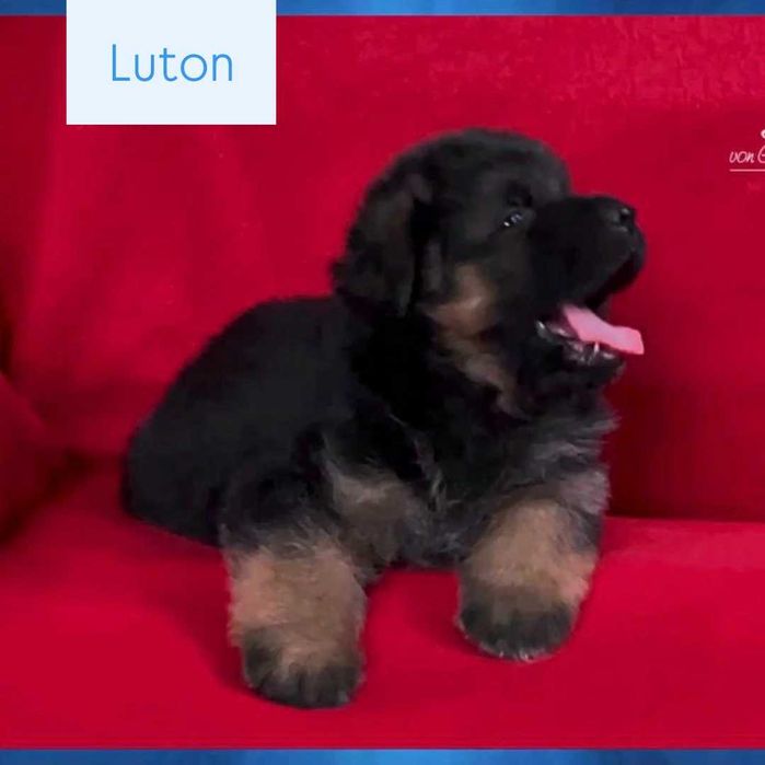 Owczarek niemiecki długowłosy