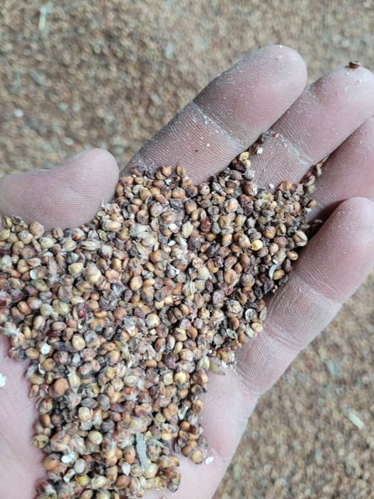 Sprzedam sorgo Lupus,Rubinos