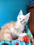 Maine coon rudy srebrzysty kocur potężnej budowy do hodowli FPL