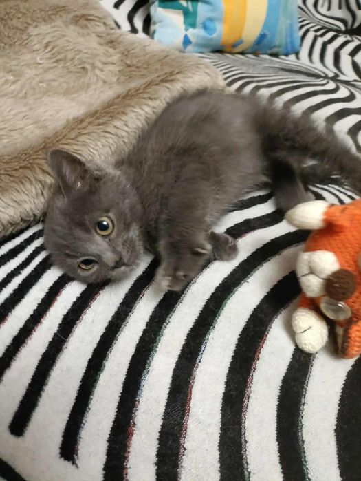 Безкоштовно у хороші руки.