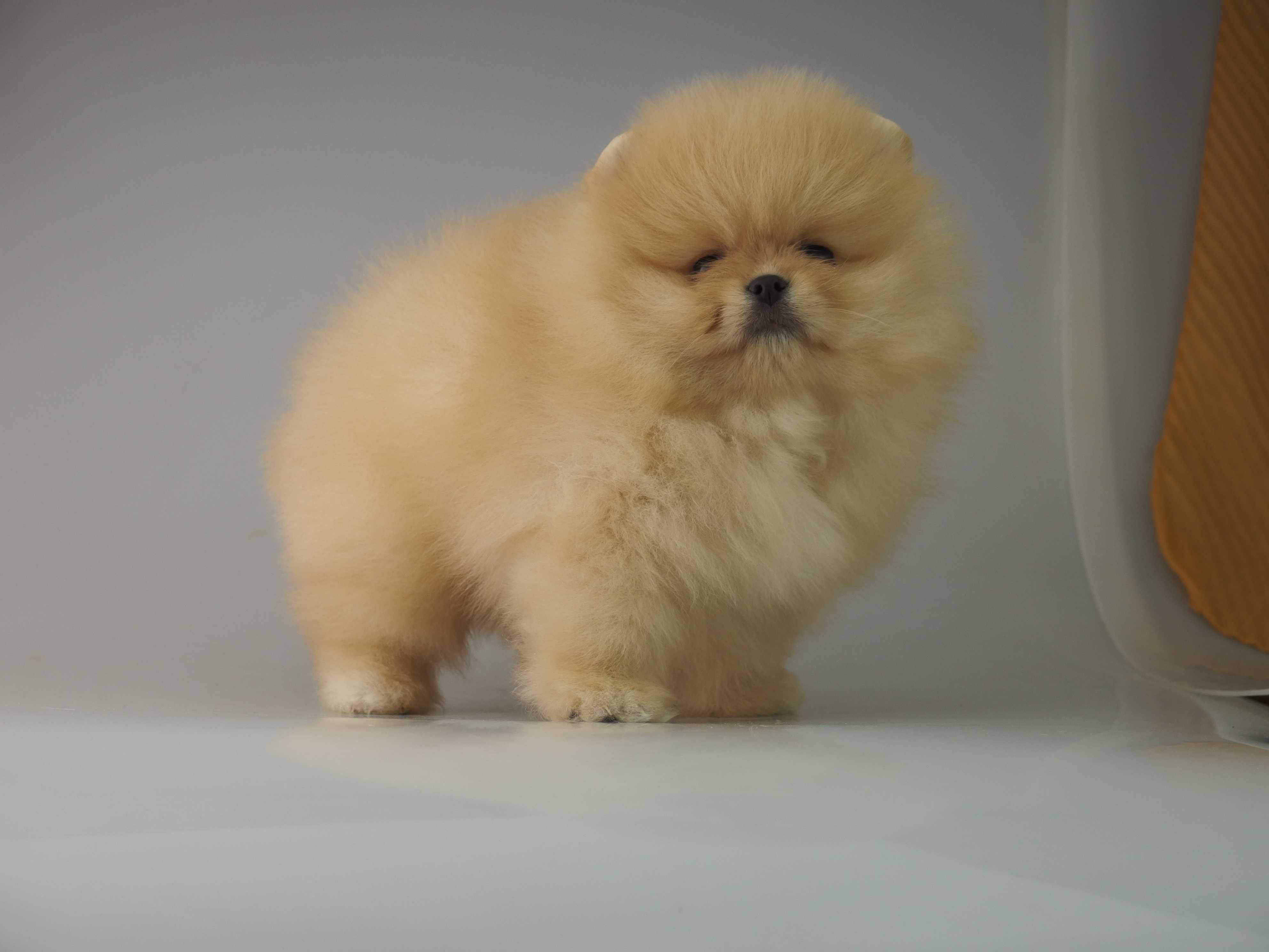 POMERANIAN piesek Szpic miniaturowy
